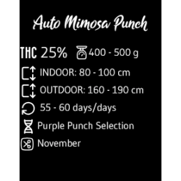 Auto Mimosa Punch - Advanced Seeds - Samokvetoucí semena konopí HYBRID - WWW.SEEDS-BANK.CZ
