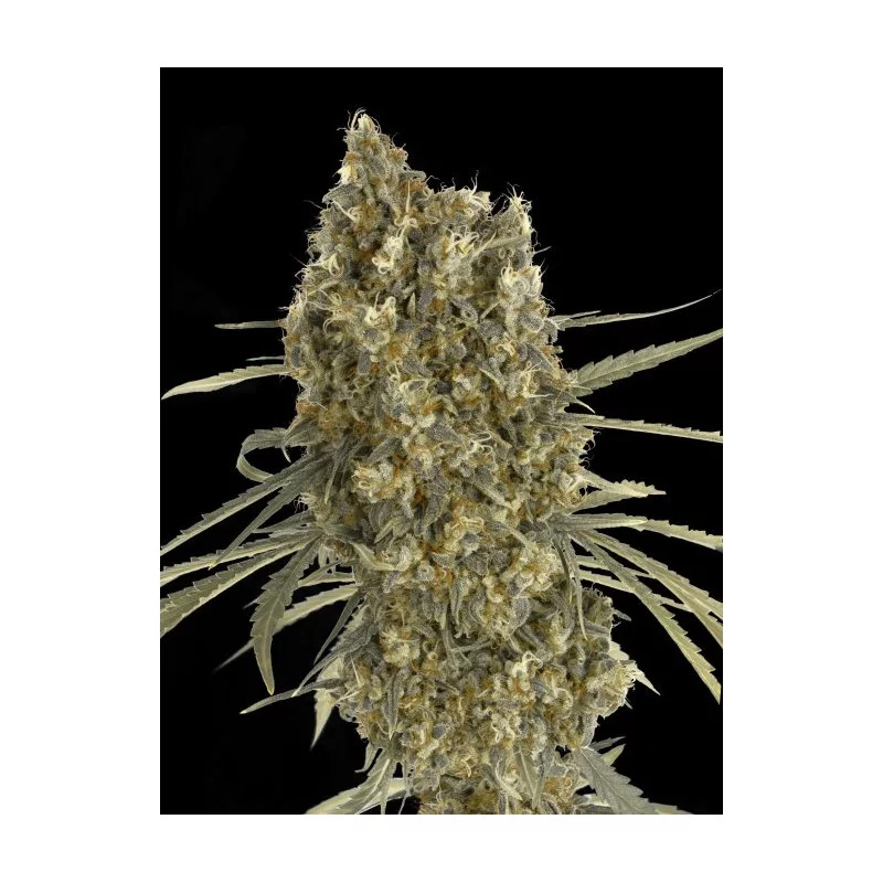 Auto Jack Herer - Advanced Seeds - Samokvetoucí semena konopí SATIVA - WWW.SEEDS-BANK.CZ