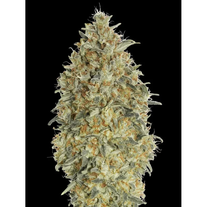 Auto Gorilla Blue - Advanced Seeds - HYBRID samonakvétací semena - WWW.SEEDS-BANK.CZ JIHLAVA