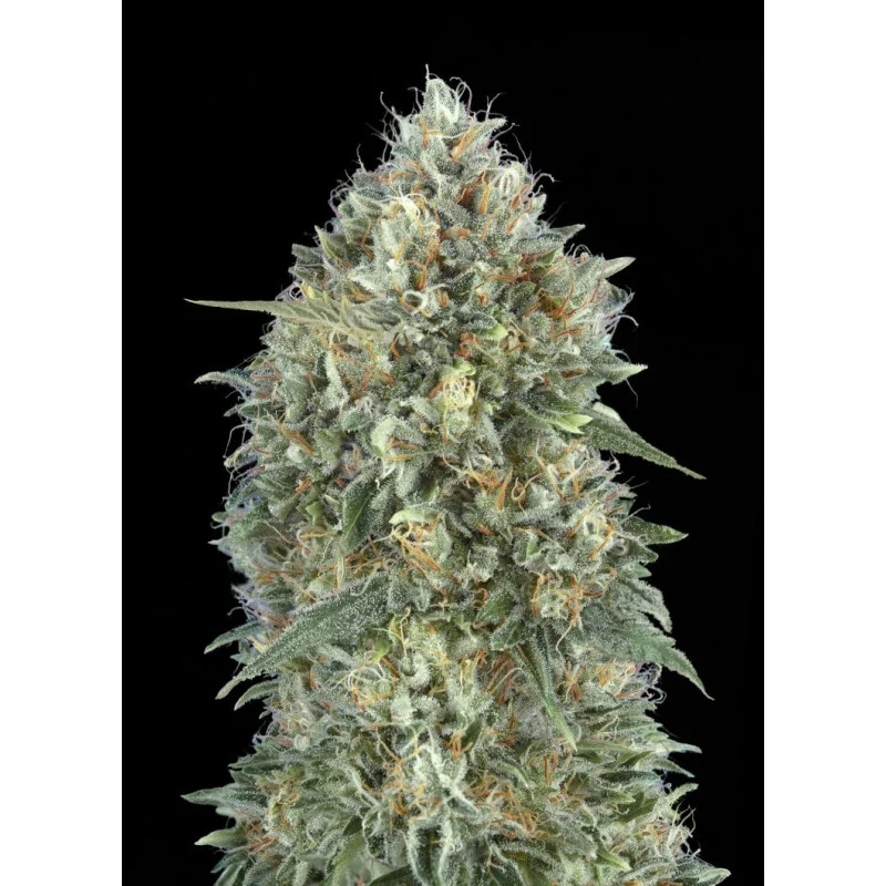 Auto Gelato #33 - Advanced Seeds - INDICA samonakvétací semena - WWW.SEEDS-BANK.CZ JIHLAVA
