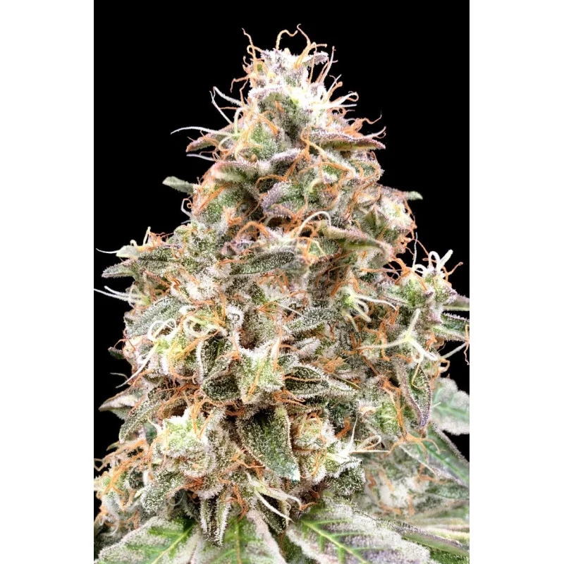 Auto Forbidden Fruit Cake - Advanced Seeds - INDICA samonakvétací semena - WWW.SEEDS-BANK.CZ JIHLAVA