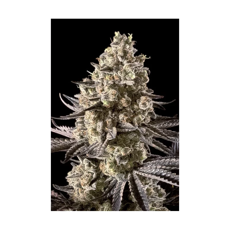 Fire D.O.G. Auto - Advanced Seeds - Samokvetoucí semena konopí INDICA - WWW.SEEDS-BANK.CZ