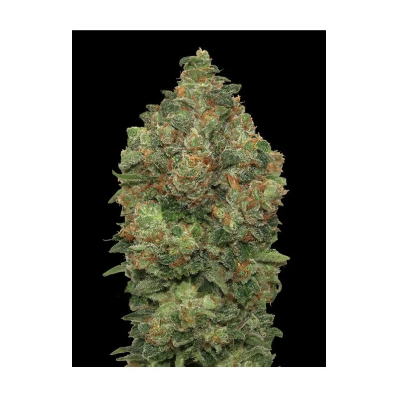 Critical Soma Auto - Advanced Seeds - Samokvetoucí semena konopí INDICA - WWW.SEEDS-BANK.CZ Bud