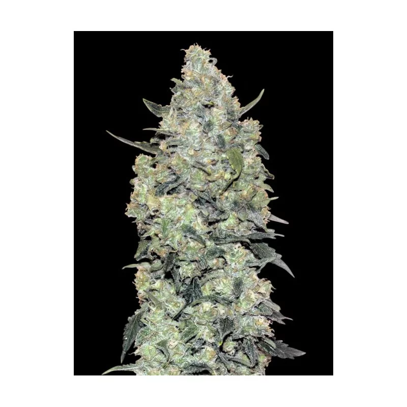 Critical Mass Auto - Advanced Seeds - Samokvetoucí semena konopí INDICA - WWW.SEEDS-BANK.CZ
