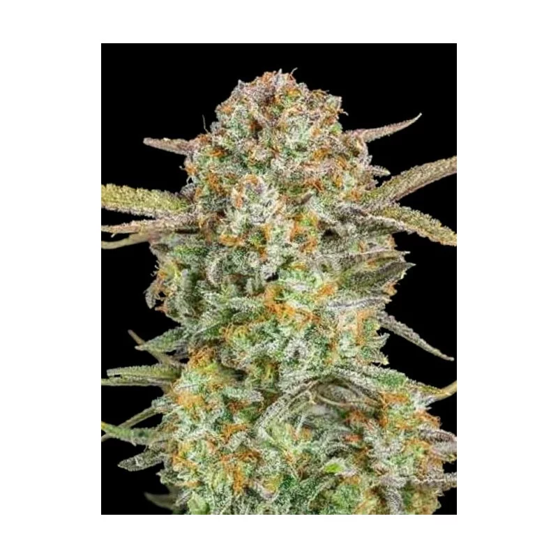Bruce Banner XXL Auto - Advanced Seeds - Samokvetoucí semena konopí HYBRID 50/50 - WWW.SEEDS-BANK.CZ