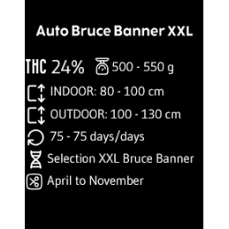Bruce Banner XXL Auto - Advanced Seeds - Samokvetoucí semena konopí HYBRID 50/50 - WWW.SEEDS-BANK.CZ