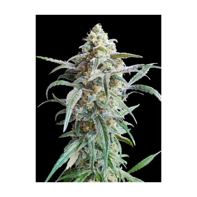 Cherry Pie Auto - Advanced Seeds - Samokvetoucí semena konopí INDICA - WWW.SEEDS-BANK.CZ