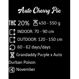 Cherry Pie Auto - Advanced Seeds - Samokvetoucí semena konopí INDICA - WWW.SEEDS-BANK.CZ