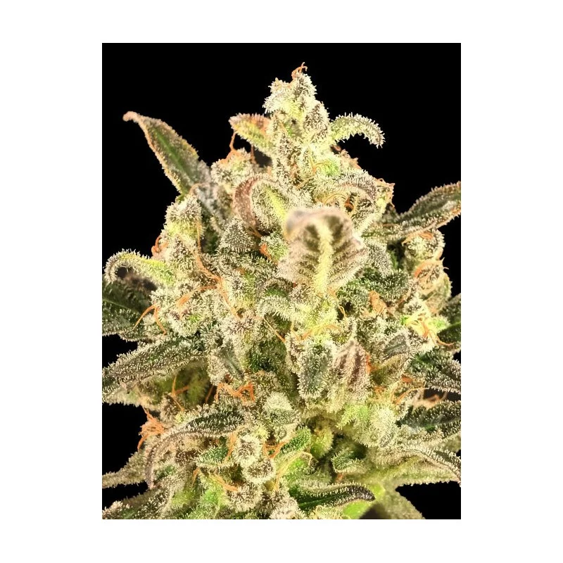 BioDiesel Mass XXL Auto - Advanced Seeds - Samokvetoucí semena konopí INDICA - WWW.SEEDS-BANK.CZ