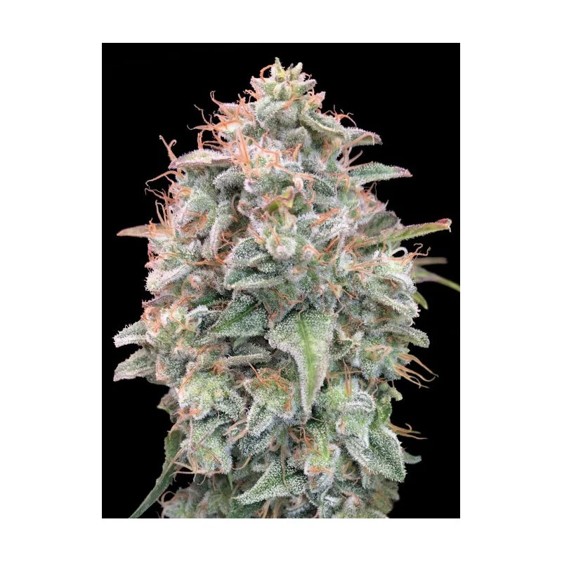 Banana Cookies Auto - Advanced Seeds - Samokvetoucí semena konopí INDICA - WWW.SEEDS-BANK.CZ