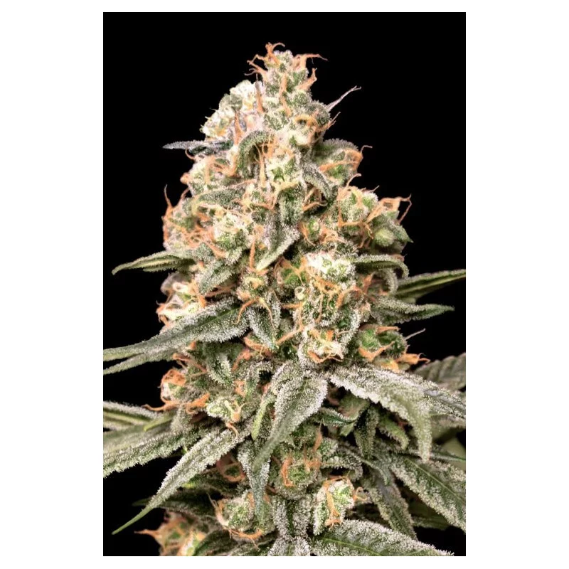 Apple Fritter Auto - Advanced Seeds - Samokvetoucí semena konopí INDICA - WWW.SEEDS-BANK.CZ