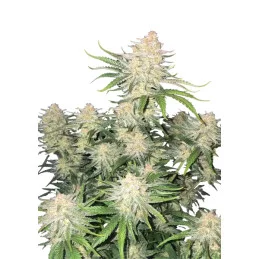 Frostbanger Auto - Fast Buds - WWW.SEEDS-BANK.CZ Jihlava