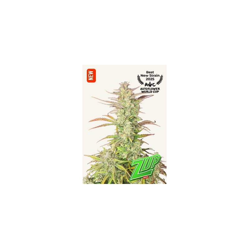 Z-UP AUTO - Fast Buds SATIVA autoflowering  WWW.SEEDS-BANK.CZ