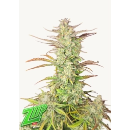 Z-UP AUTO - Fast Buds SATIVA autoflowering  WWW.SEEDS-BANK.CZ