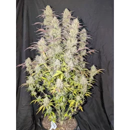 Z-UP AUTO - Fast Buds SATIVA autoflowering  WWW.SEEDS-BANK.CZ