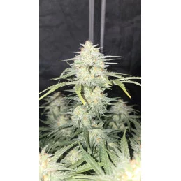 Z-UP AUTO - Fast Buds SATIVA autoflowering  WWW.SEEDS-BANK.CZ