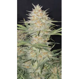 Z-UP AUTO - Fast Buds SATIVA autoflowering  WWW.SEEDS-BANK.CZ