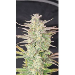 Z-UP AUTO - Fast Buds SATIVA autoflowering  WWW.SEEDS-BANK.CZ
