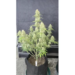 Z-UP AUTO - Fast Buds SATIVA autoflowering  WWW.SEEDS-BANK.CZ
