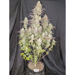 Z-UP AUTO - Fast Buds SATIVA autoflowering  WWW.SEEDS-BANK.CZ