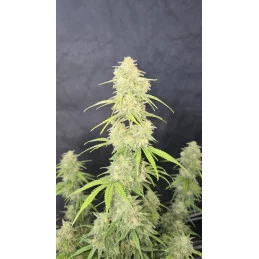 Z-UP AUTO - Fast Buds SATIVA autoflowering  WWW.SEEDS-BANK.CZ