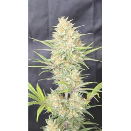 Z-UP AUTO - Fast Buds SATIVA autoflowering  WWW.SEEDS-BANK.CZ