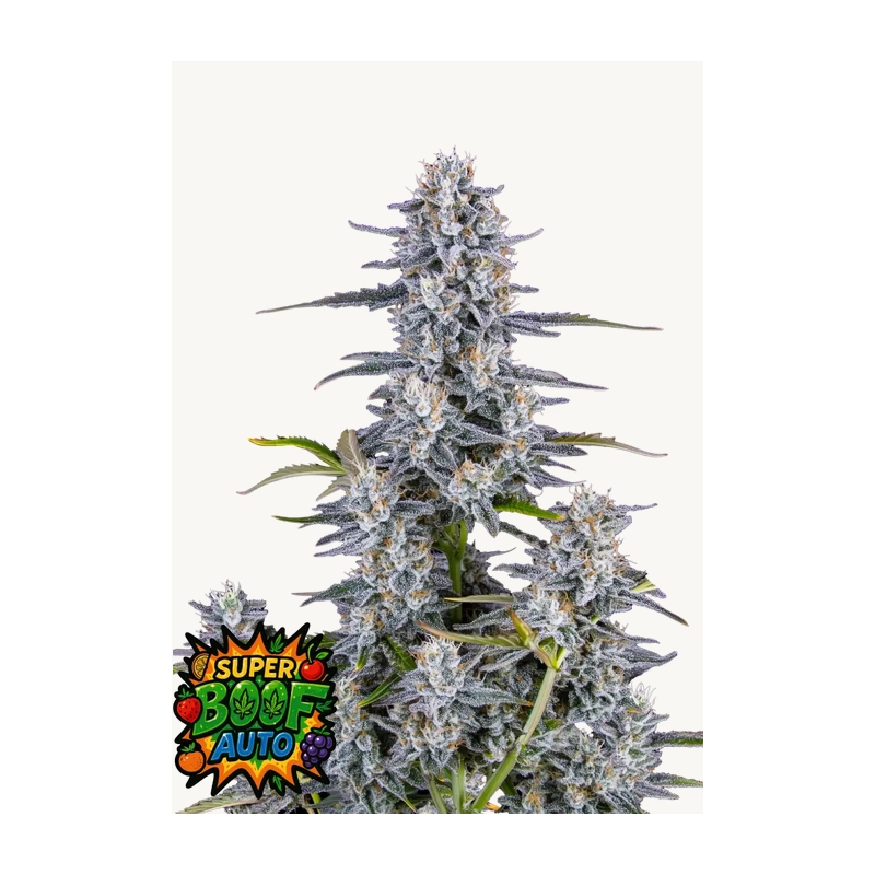 SUPER BOOF AUTO - Fast Buds SATIVA autoflowering  WWW.SEEDS-BANK.CZ (2)