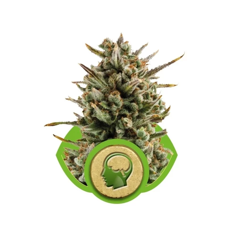 Amnesia Haze Automatic - Royal Queen Seeds - autoflowering