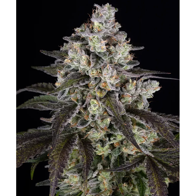 Trainwreck - Barney´s Farm - SATIVA 80_ - SEEDS-BANK.CZ JIHLAVA