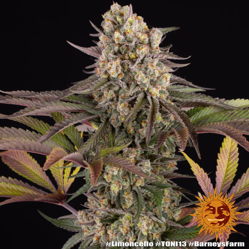 Limoncello - Barney´s Farm - SATIVA 80% - Feminizovaná semena SEEDS-BANK.CZ JIHLAVA