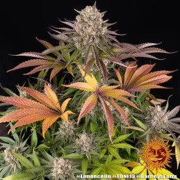 Limoncello - Barney´s Farm - SATIVA 80% - Feminizovaná semena SEEDS-BANK.CZ JIHLAVA