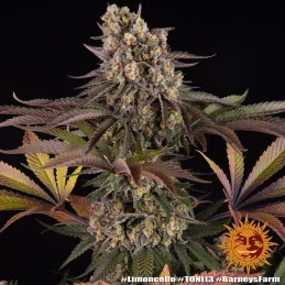 Limoncello - Barney´s Farm - SATIVA 80% - Feminizovaná semena SEEDS-BANK.CZ JIHLAVA