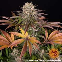 Limoncello - Barney´s Farm - SATIVA 80% - Feminizovaná semena SEEDS-BANK.CZ JIHLAVA