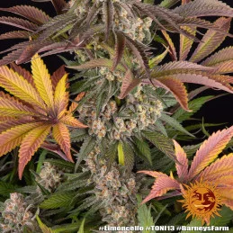 Limoncello - Barney´s Farm - SATIVA 80% - Feminizovaná semena SEEDS-BANK.CZ JIHLAVA