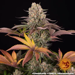 Limoncello - Barney´s Farm - SATIVA 80% - Feminizovaná semena SEEDS-BANK.CZ JIHLAVA