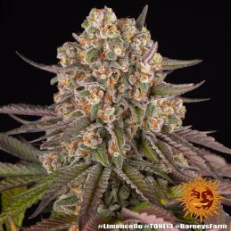 Limoncello - Barney´s Farm - SATIVA 80% - Feminizovaná semena SEEDS-BANK.CZ JIHLAVA