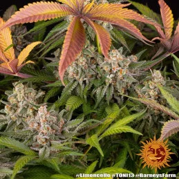 Limoncello - Barney´s Farm - SATIVA 80% - Feminizovaná semena SEEDS-BANK.CZ JIHLAVA