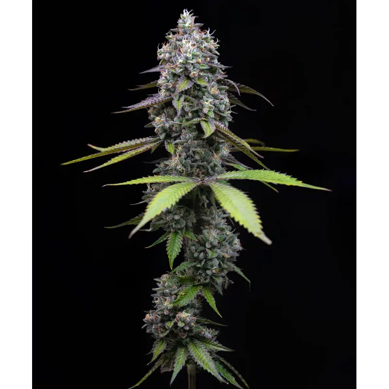 Zoap - Barney´s Farm - HYBRID 50/50 - Feminizovaná semena | SEEDS-BANK.CZ JIHLAVA