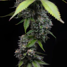 Zoap - Barney´s Farm - HYBRID 50/50 - Feminizovaná semena | SEEDS-BANK.CZ JIHLAVA
