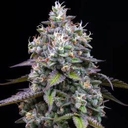 Zoap - Barney´s Farm - HYBRID 50/50 - Feminizovaná semena | SEEDS-BANK.CZ JIHLAVA