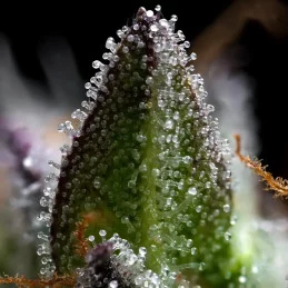 Zoap - Barney´s Farm - HYBRID 50/50 - Feminizovaná semena | SEEDS-BANK.CZ JIHLAVA