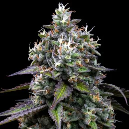 Zoap - Barney´s Farm - HYBRID 50/50 - Feminizovaná semena | SEEDS-BANK.CZ JIHLAVA