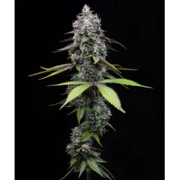 Zoap - Barney´s Farm - HYBRID 50/50 - Feminizovaná semena | SEEDS-BANK.CZ JIHLAVA