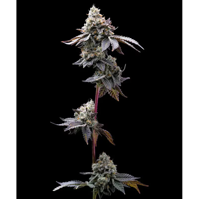 GMO Cookies - Barney´s Farm - INDICA 90_ - SEEDS-BANK.CZ JIHLAVA
