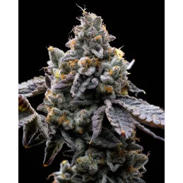 GMO Cookies - Barney´s Farm - INDICA 90_ - SEEDS-BANK.CZ JIHLAVA