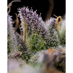 GMO Cookies - Barney´s Farm - INDICA 90_ - SEEDS-BANK.CZ JIHLAVA