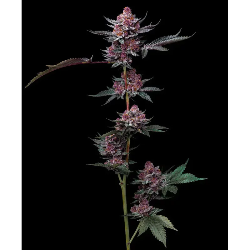 Cherry Poppers - Barney´s Farm - SATIVA 60% - Feminizovaná semena  SEEDS-BANK.CZ JIHLAVA