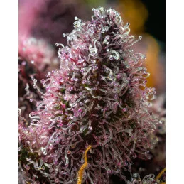 Cherry Poppers - Barney´s Farm - SATIVA 60% - Feminizovaná semena  SEEDS-BANK.CZ JIHLAVA