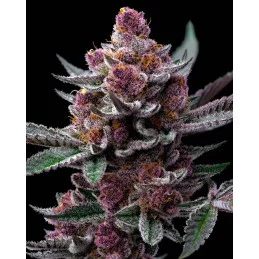 Cherry Poppers - Barney´s Farm - SATIVA 60% - Feminizovaná semena  SEEDS-BANK.CZ JIHLAVA