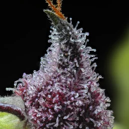 Cherry Poppers - Barney´s Farm - SATIVA 60% - Feminizovaná semena  SEEDS-BANK.CZ JIHLAVA